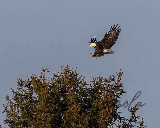 Bald Eagle