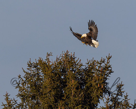 Bald Eagle