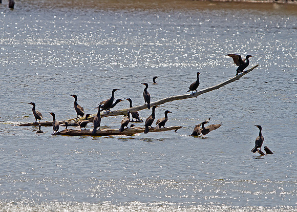 Double-crested Cormorant