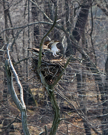 Osprey's in nest