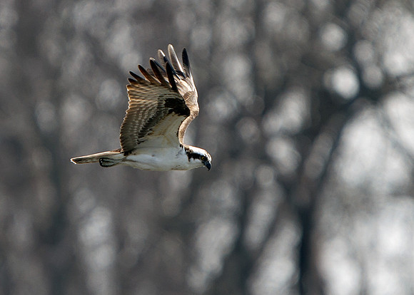 Osprey
