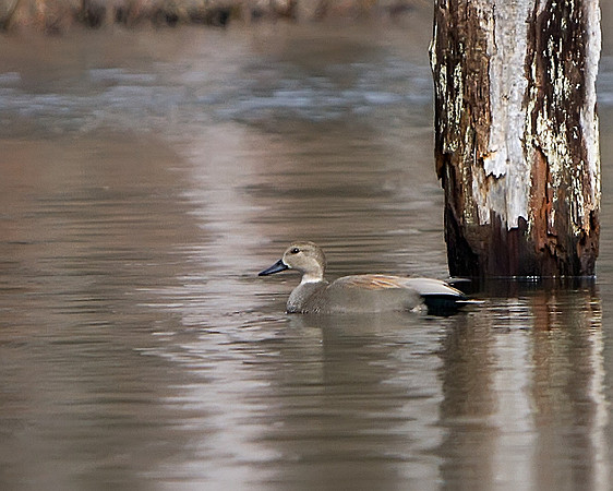 Gadwall
