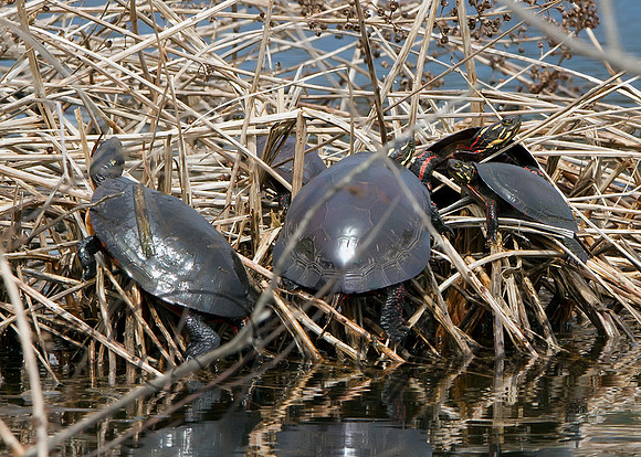 Eastern Painted Turtle
