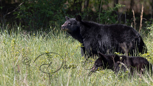 Black Bear