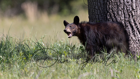 Black Bear
