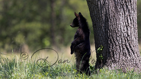 Black Bear