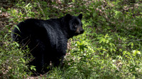 Black Bear