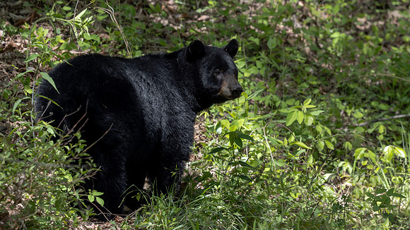 Black Bear