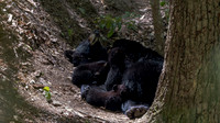 Black Bear