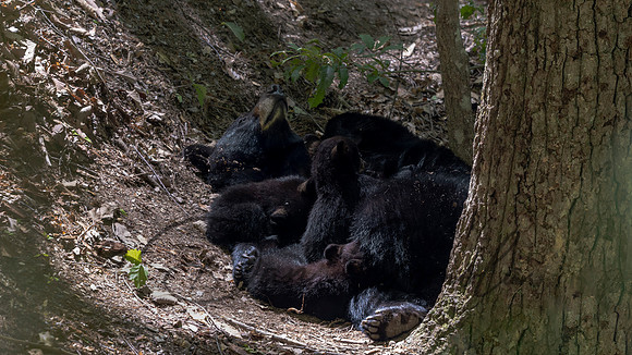 Black Bear