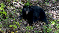 Black Bear