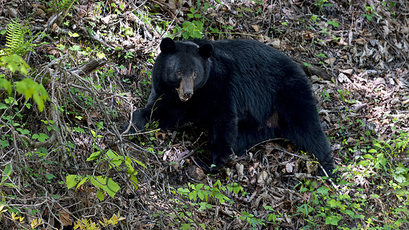 Black Bear