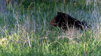Black Bear