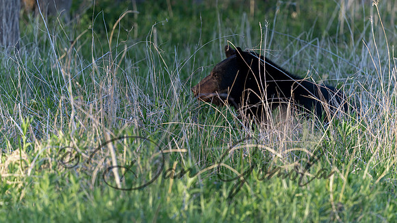 Black Bear