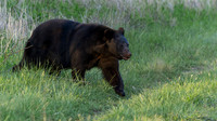 Black Bear