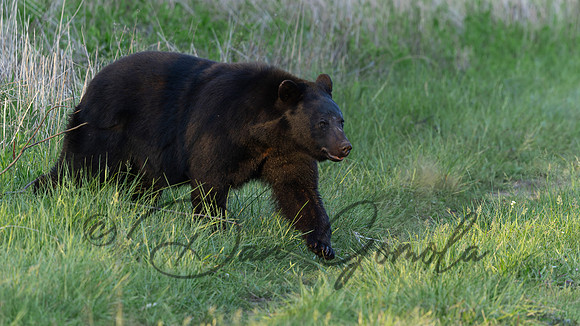 Black Bear