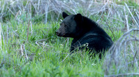 Black Bear