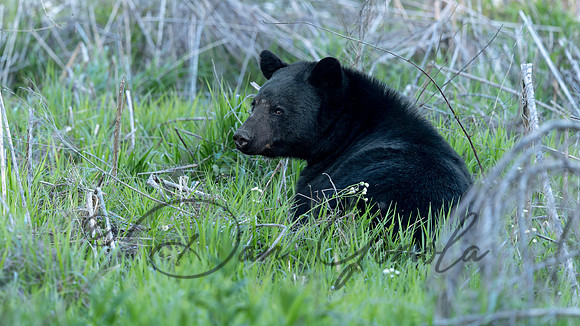 Black Bear