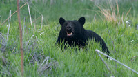 Black Bear
