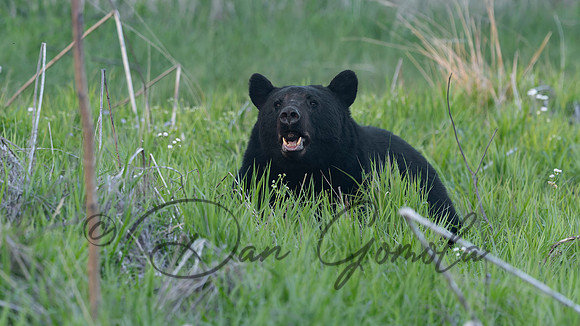 Black Bear