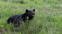 Black Bear