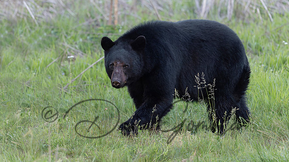 Black Bear