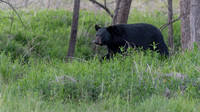 Black Bear