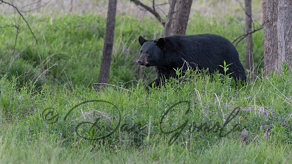 Black Bear