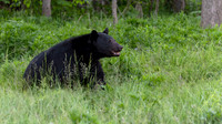Black Bear