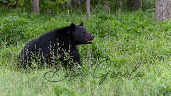 Black Bear