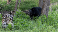 Black Bear