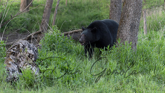 Black Bear