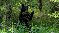 Black Bear