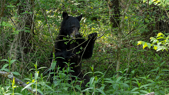 Black Bear