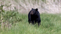 Black Bear