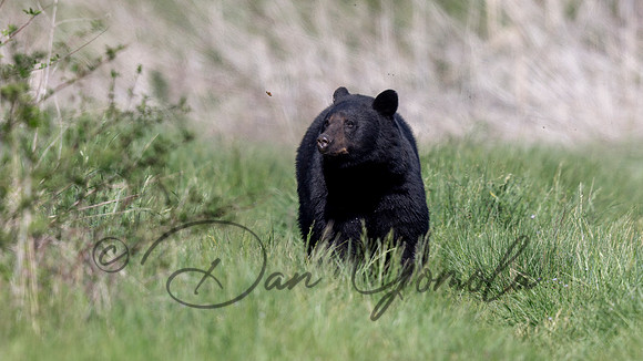 Black Bear