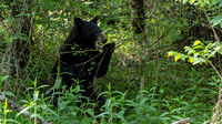 Black Bear