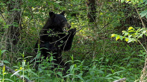 Black Bear