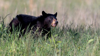 Black Bear