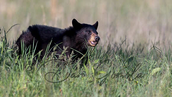 Black Bear