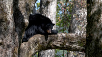 Black Bear