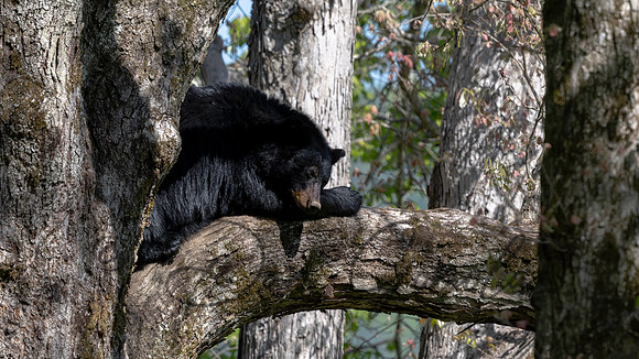 Black Bear