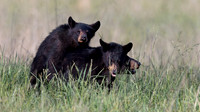 Black Bear