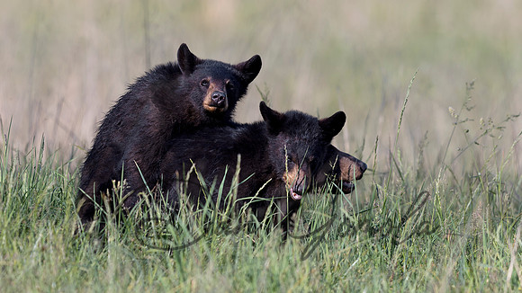 Black Bear