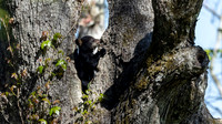 Black Bear
