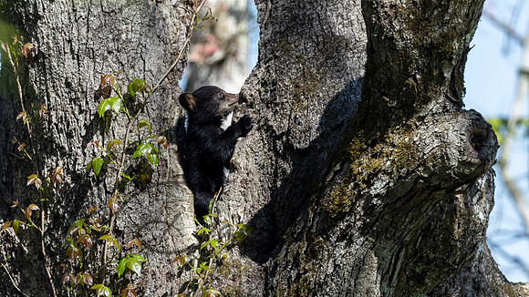Black Bear