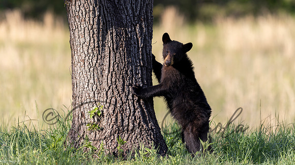 Black Bear