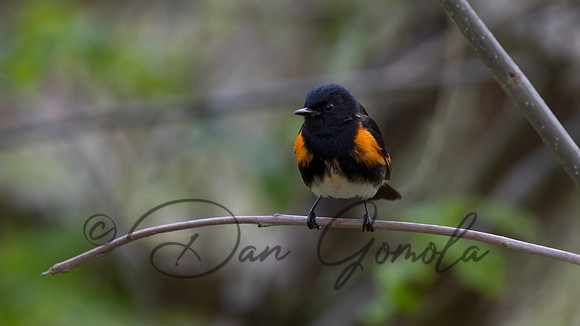 American Redstart