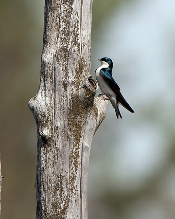 Tree Swallow