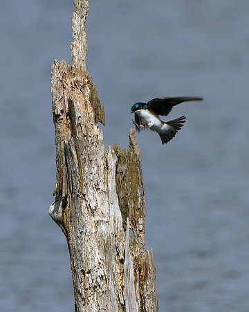 Tree Swallow